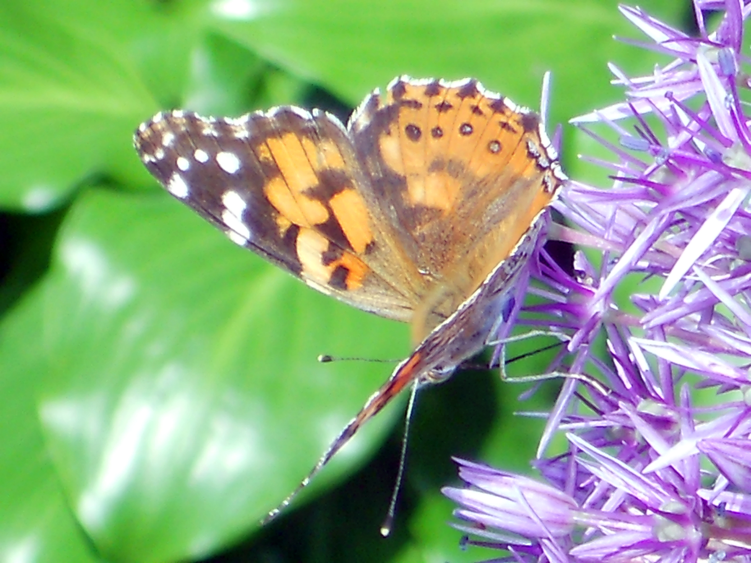 Butterfly2012-1 - brazelton